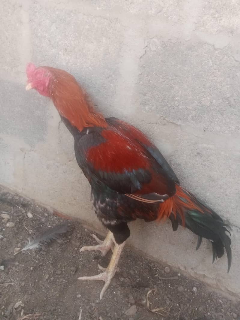 urgent 0