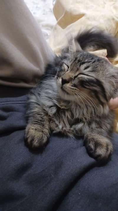 tripple coat persian cat