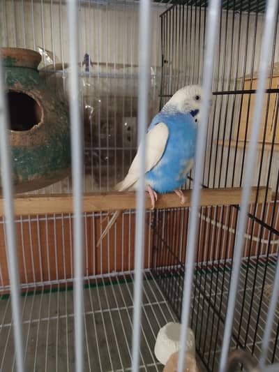 Cocktail budgie zebra Finch available