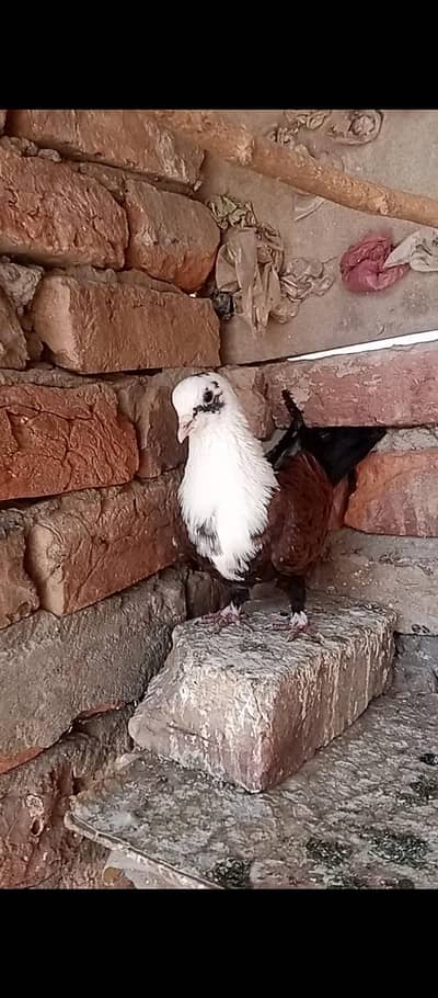 Kablai Male for breeding