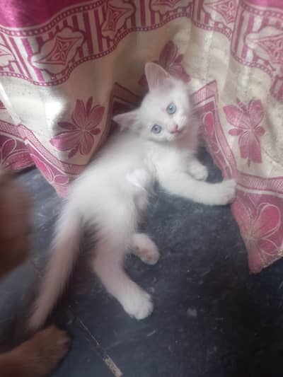 3 female kittens and 2 breeder cats (persian and siamese)