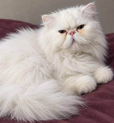 picky breader male  03125718522 whatap