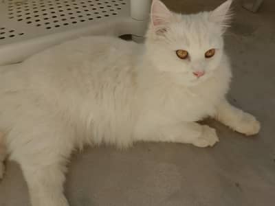 persian Cat | Triple Coated White persian Fluffy Cats For Sale