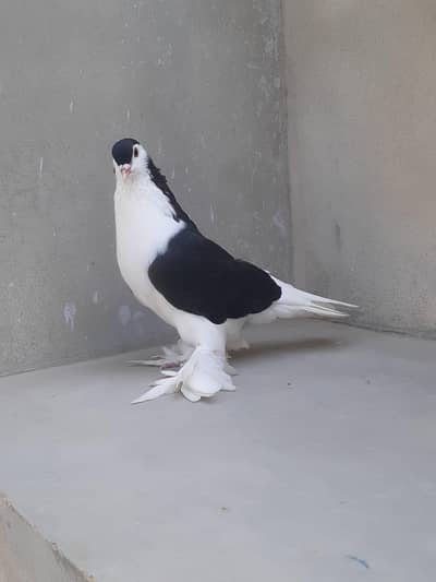 kabootar