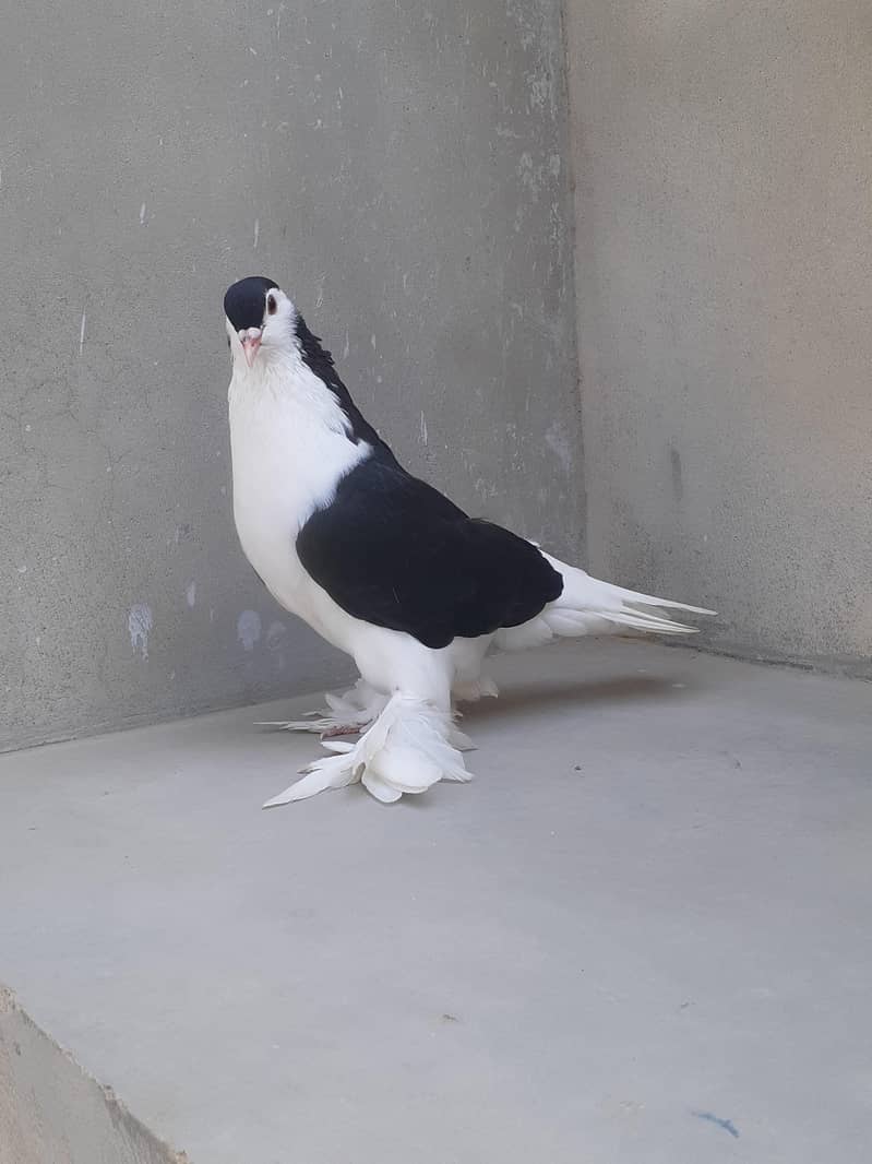 kabootar 0