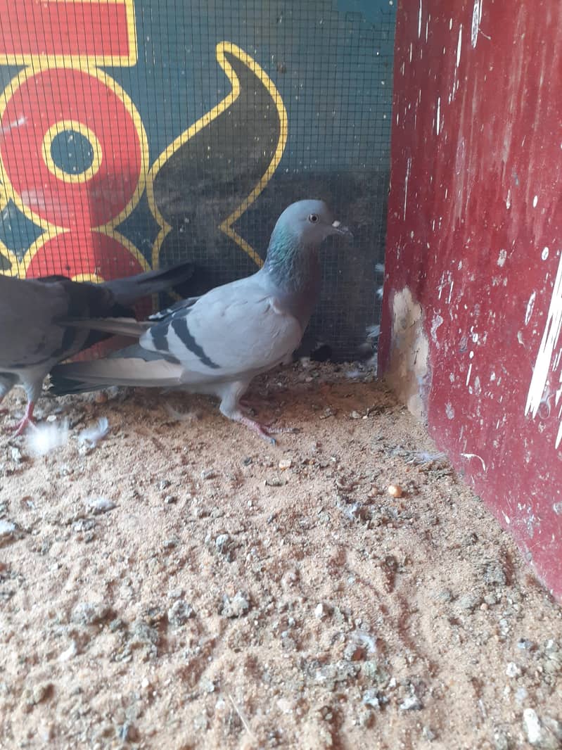 kabootar 7