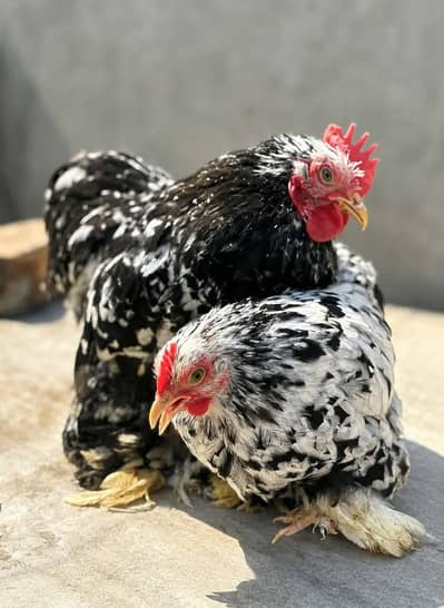 Mottled bantum chiks