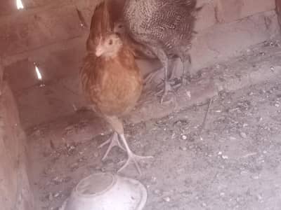 6 normal chicks for sale per chick weight 400gms  avilable in jhang fa
