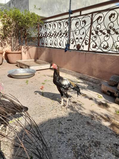aseel mianwali java