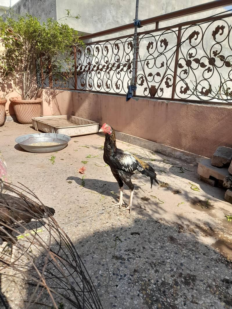 aseel mianwali java 0