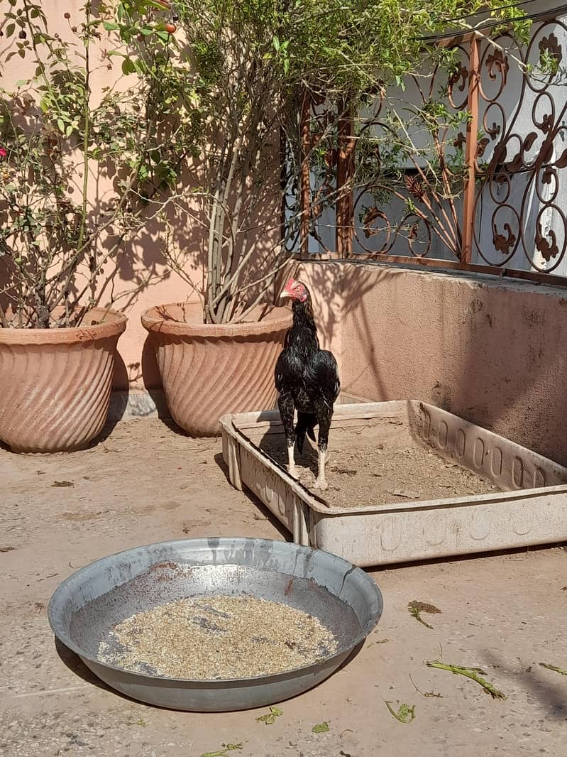 aseel mianwali java 6