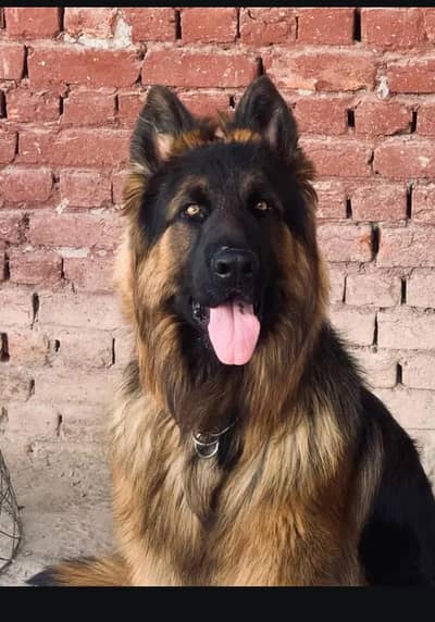 German shepherd 03026981710