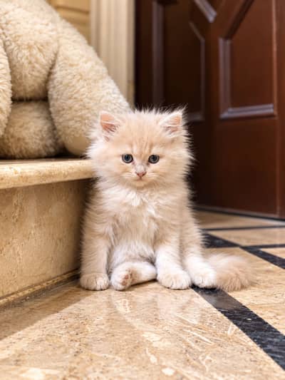 Persian kittens available