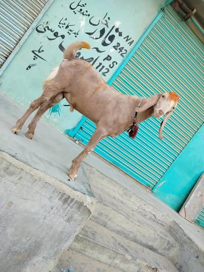 bakra