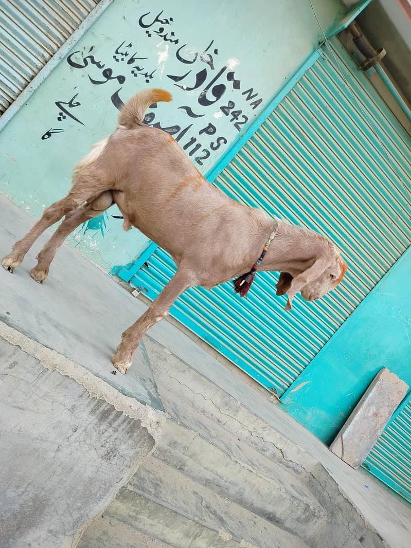 bakra 1