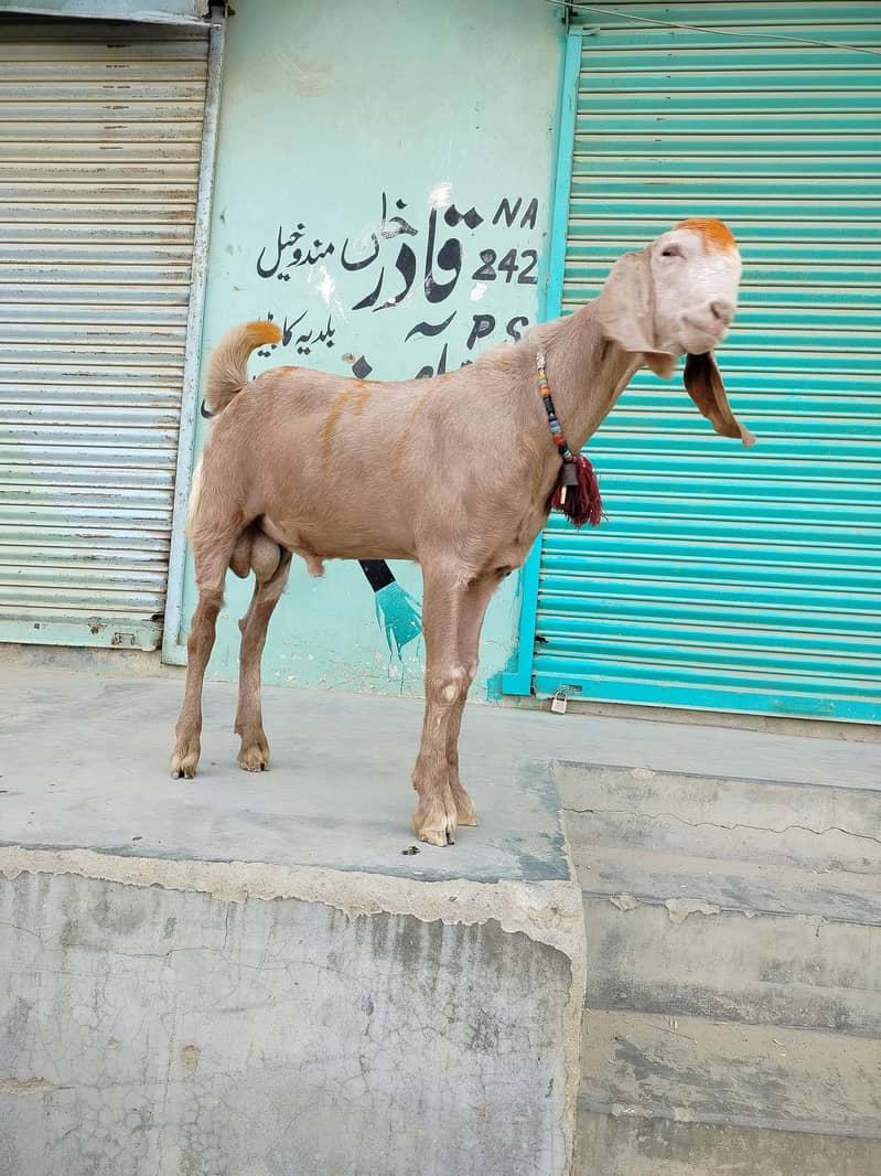 bakra 3