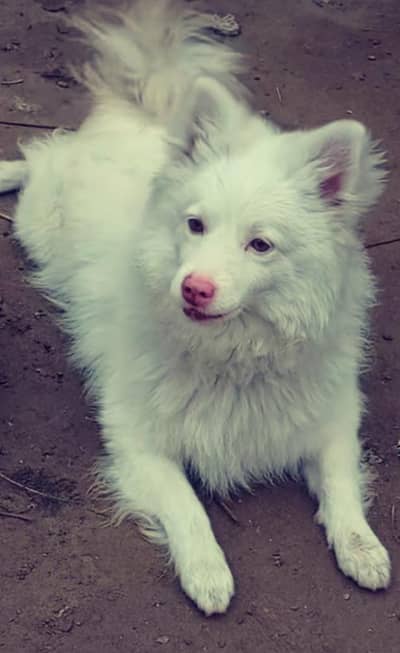o siez top blood line russain pink nose female for sale