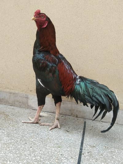 Breeder Male