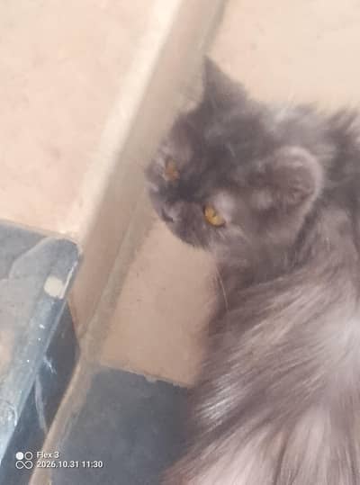 Persian cat