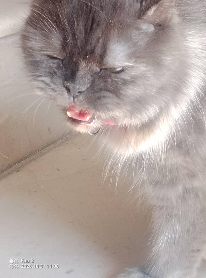 Persian cat 1