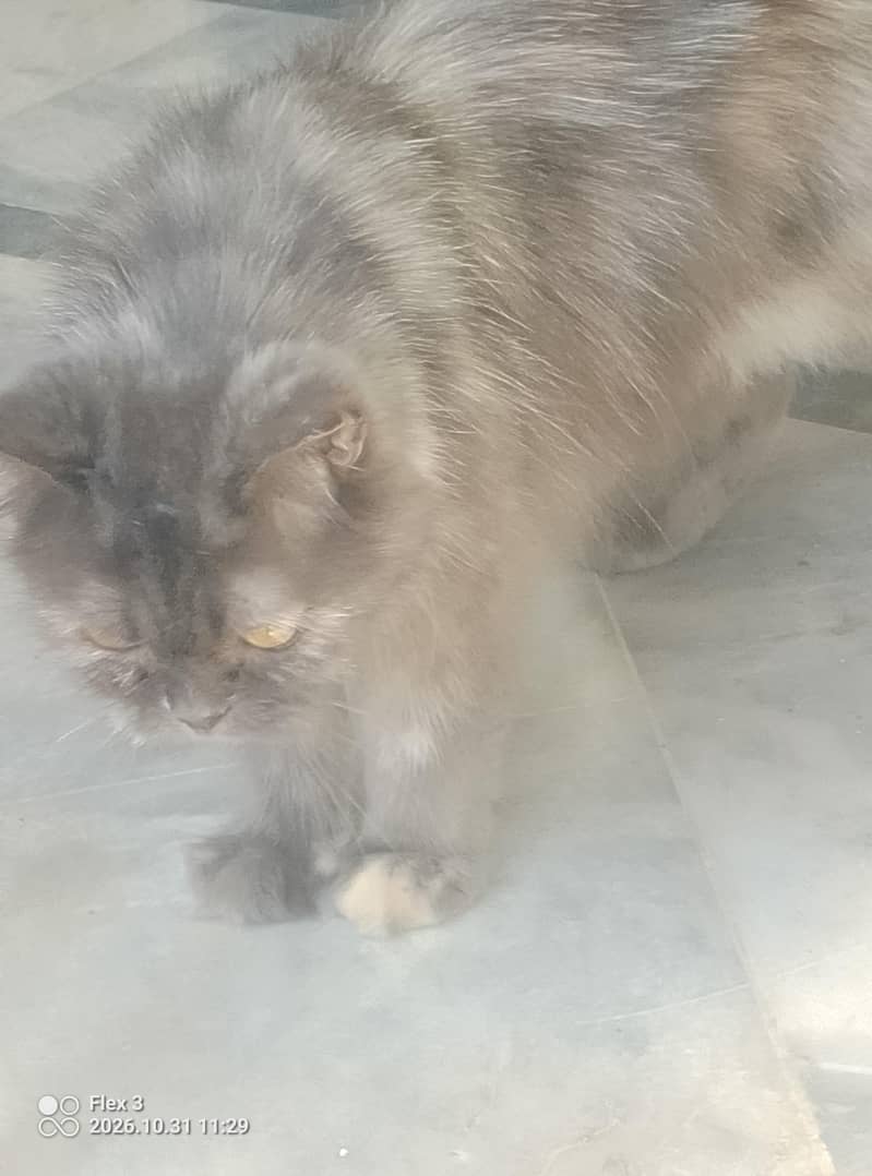 Persian cat 5