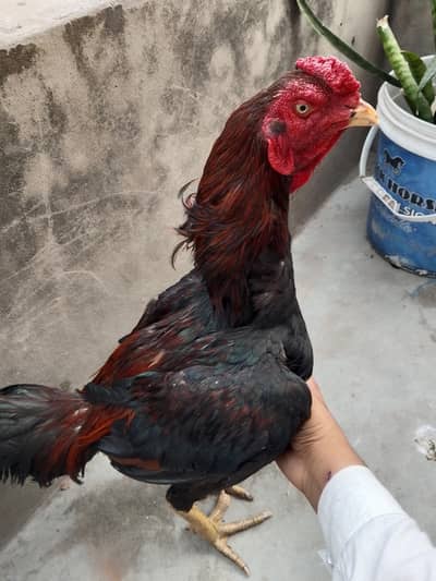 aseel mianwali lakha male