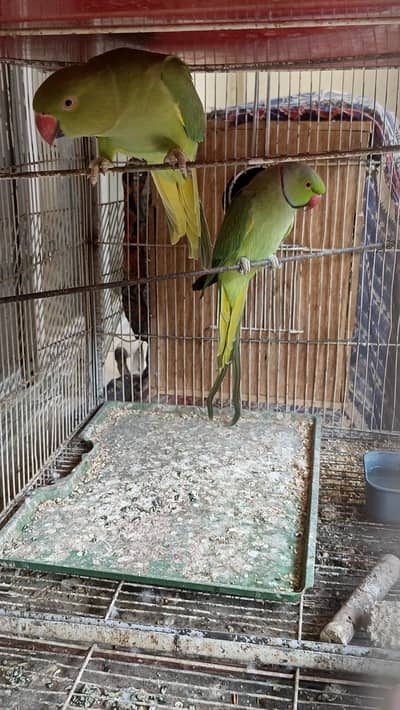 Indian Green Ring Parrot Pair