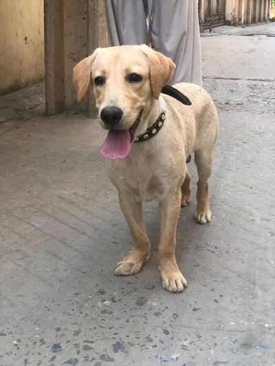 labrador