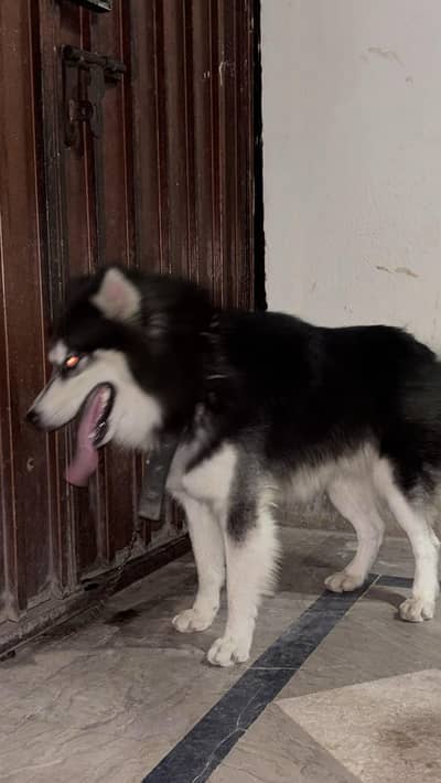 8 Months Siberian Husky Family Dog – Fully Tamed & Healthy Active
