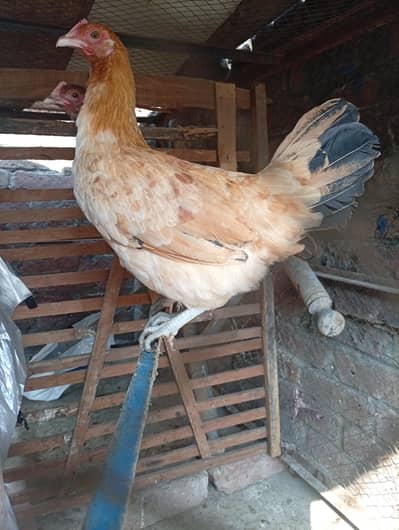 Golden Misri hens