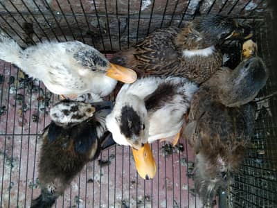 5 Ducks Urgent for sale