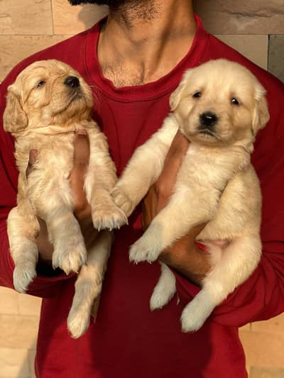 Golden Retriever Pedigreed pups