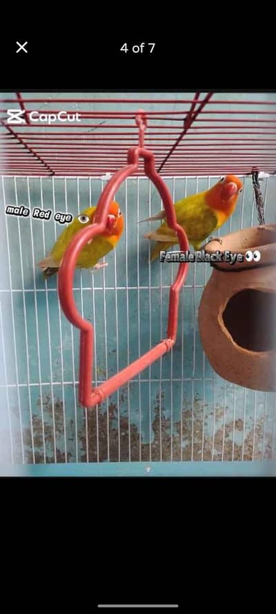 green palefallows breeder pair / lovebirds/Love birds /tote /tota/bird