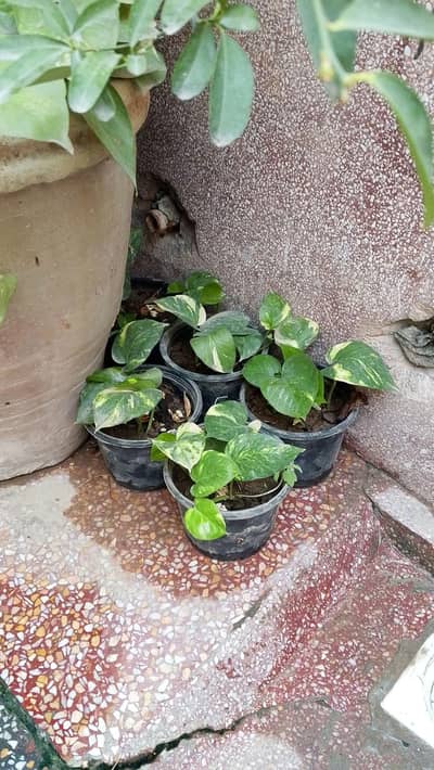 Monyplants