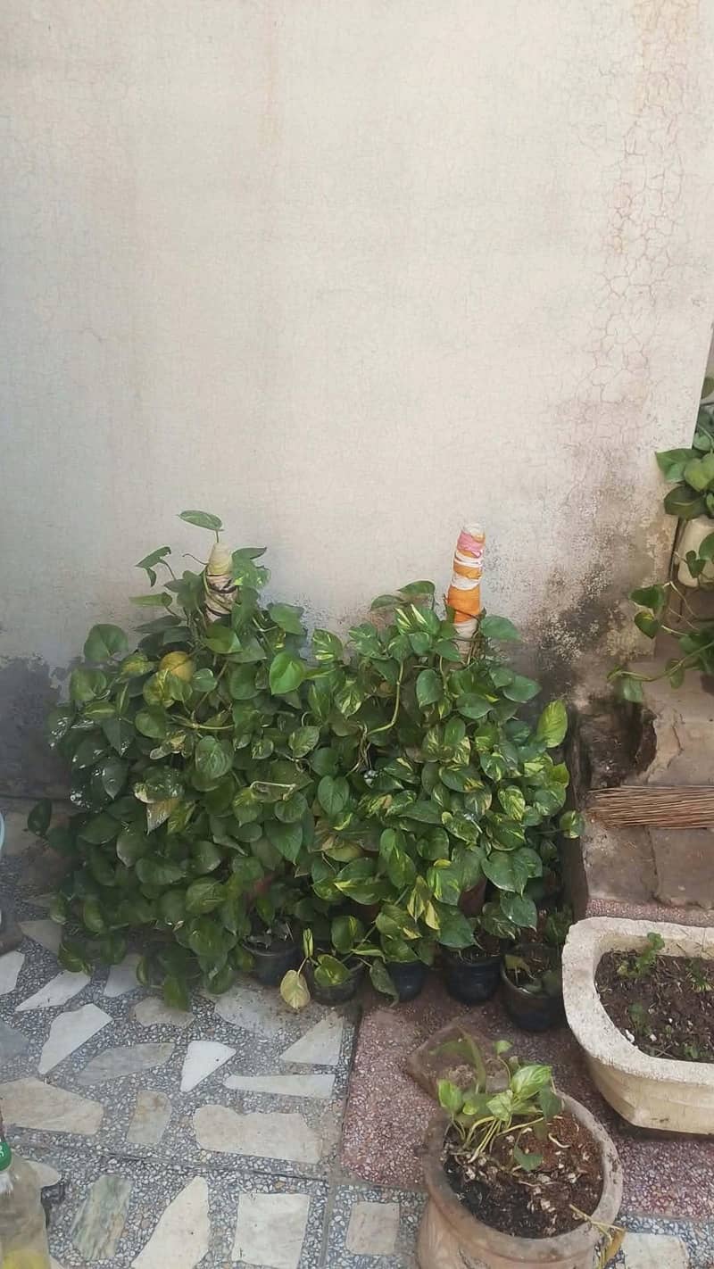 Monyplants 1