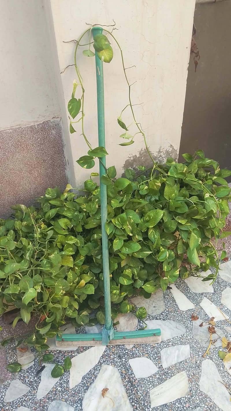 Monyplants 2