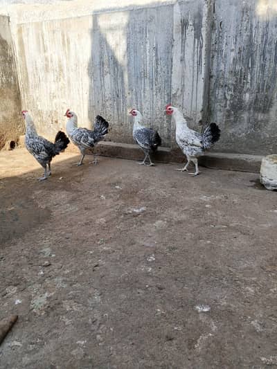 fumi starter hens