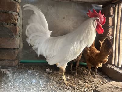 2 females or aik male for sale Ghar Kay play hay 03368792398