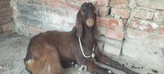 Bakra