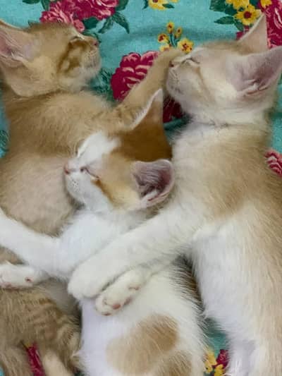 Persian Kittens