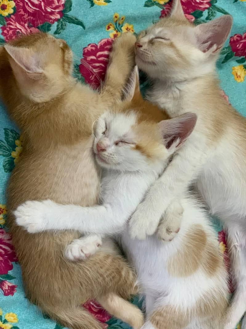 Persian Kittens 1