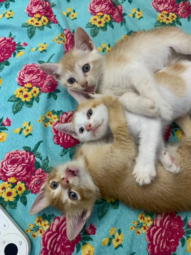 Persian Kittens 4