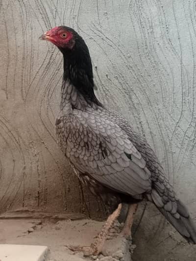 aseel pair for sale