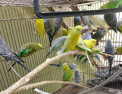 30 bird per birld 500