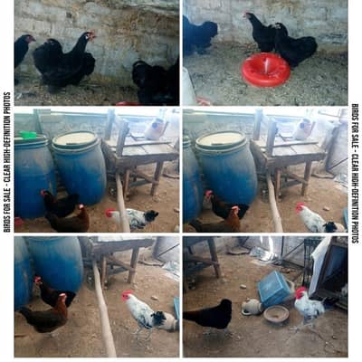 Bantam and desi hens availble for sale