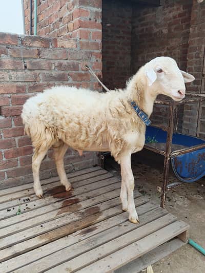dumba for sale