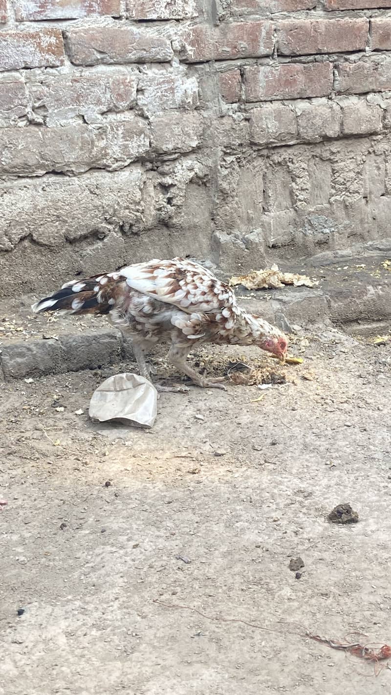Aseel hen 0