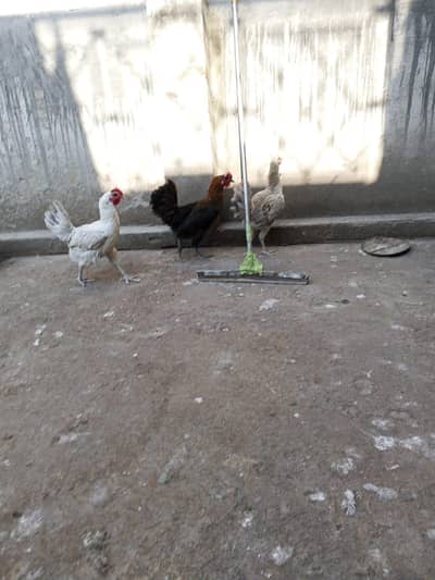misri starter hens