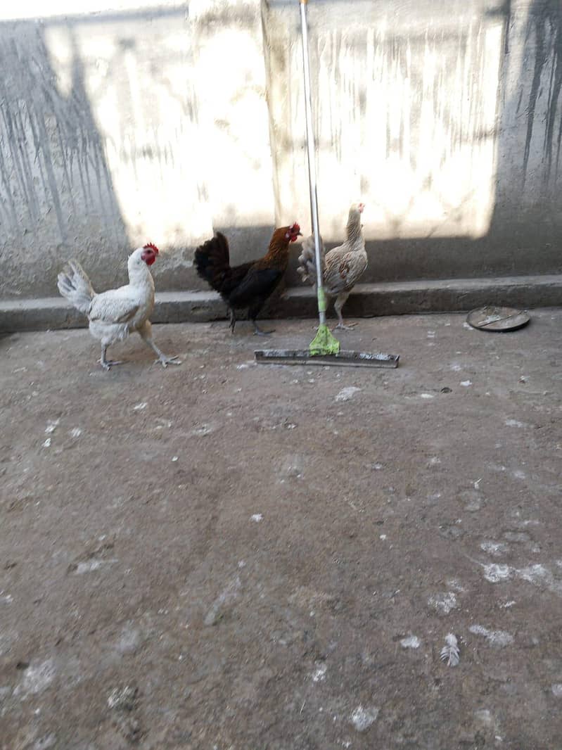 misri starter hens 0