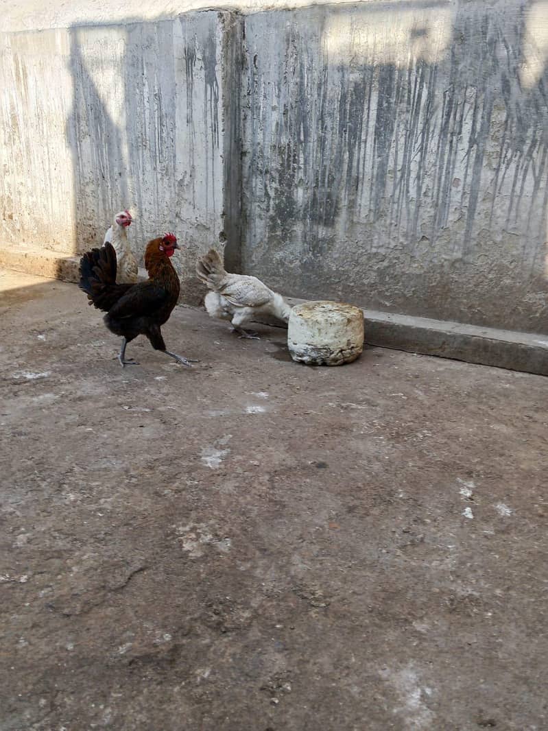 misri starter hens 1